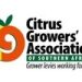 South African citrus exports expected at 210–215 million cartons in 2026