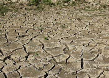 U.S. declares 82 North Carolina counties disaster areas due to drought