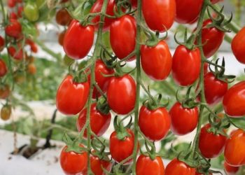 Moroccan tomato exports hit record highs amid structural pressure on the sector