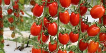 Moroccan tomato exports hit record highs amid structural pressure on the sector