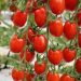 Moroccan tomato exports hit record highs amid structural pressure on the sector Moroccan tomato exports hit record highs amid structural pressure on the sector