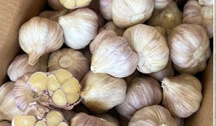 Egyptian garlic export campaign accelerates following Easter