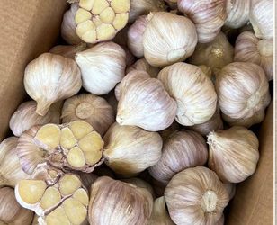 Egyptian garlic export campaign accelerates following Easter