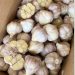 Egyptian garlic export campaign accelerates following Easter