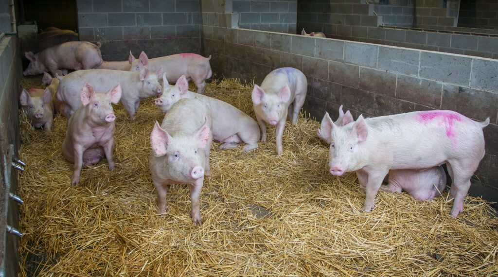Rising Input Costs and Falling Prices Hit Pig Sector