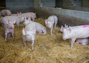 Rising Input Costs and Falling Prices Hit Pig Sector