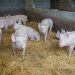 Rising Input Costs and Falling Prices Hit Pig Sector