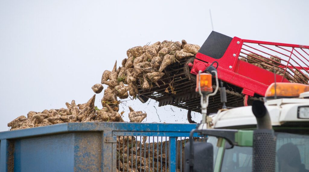 Growers Face Tough Negotiations after Losses at ABF Sugar