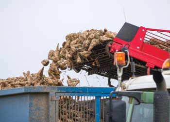 Growers Face Tough Negotiations after Losses at ABF Sugar