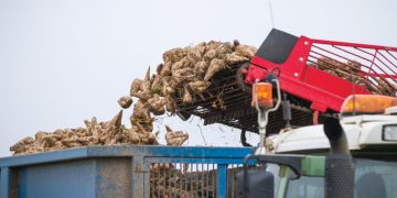 Growers Face Tough Negotiations after Losses at ABF Sugar