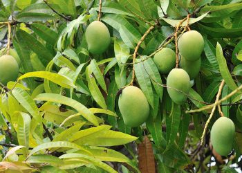 Indian and Bangladeshi mango crops hit by heat and storms