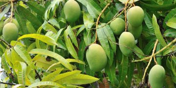 Indian and Bangladeshi mango crops hit by heat and storms