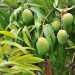 Indian and Bangladeshi mango crops hit by heat and storms
