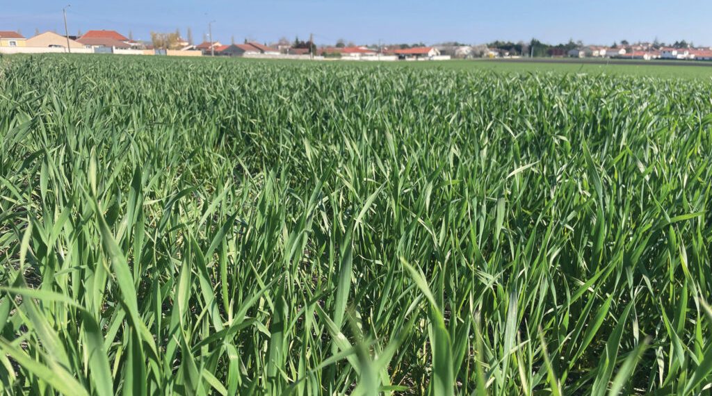 How Project is Helping French Growers Adapt to Climate Change