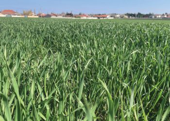 How Project is Helping French Growers Adapt to Climate Change