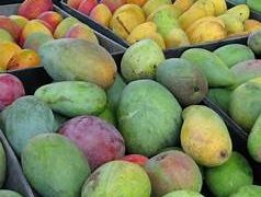 Mango output falls 50–60% after weather disruptions in parts of India