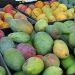 Mango output falls 50–60% after weather disruptions in parts of India Mango output falls 50–60% after weather disruptions in parts of India