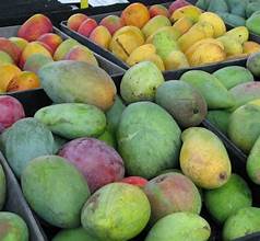 Mango output falls 50–60% after weather disruptions in parts of India