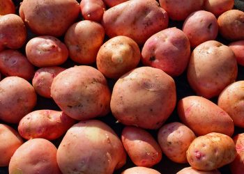 Nigeria OFSP project trains 818 farmers and expands value chain