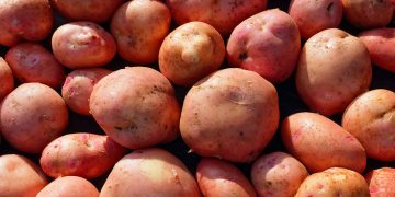 Nigeria OFSP project trains 818 farmers and expands value chain