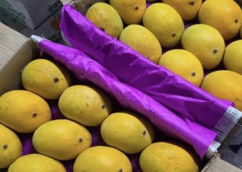 “Low yields make it crucial to spot real Alphonso mangoes from fake ones this season”