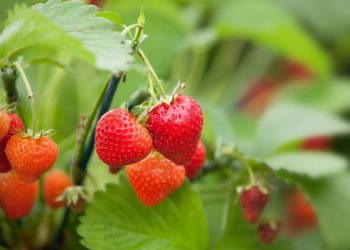 U.S. Northeast freeze threatens orchards and strawberry crops
