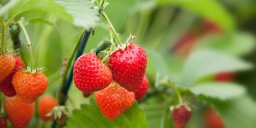 U.S. Northeast freeze threatens orchards and strawberry crops