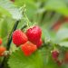 U.S. Northeast freeze threatens orchards and strawberry crops