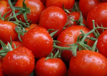 South African tomato sector faces post-harvest challenges