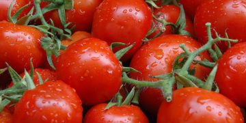 South African tomato sector faces post-harvest challenges