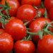 South African tomato sector faces post-harvest challenges