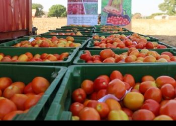 Channel One TV Market Price Barometer: Tomatoes, Cassava among High-priced Staples