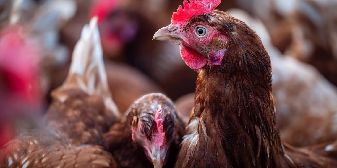 DAERA Confirms Plan to Lift NI Housing Order for Poultry