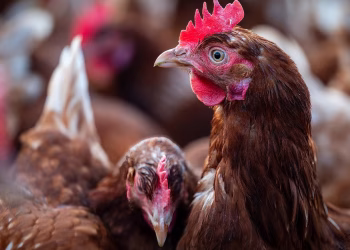 DAERA Confirms Plan to Lift NI Housing Order for Poultry