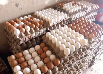 Egg Glut Hits Ghana as Burkina Faso Export Ban Bites