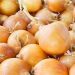 Netherlands to host International Onion Day focused on future production