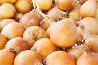 Netherlands to host International Onion Day focused on future production