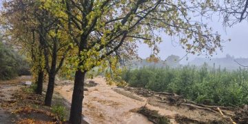 South African fruit regions face flood damage and logistics disruptions