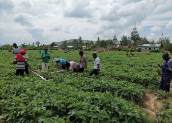 Rwandan agricultural exports reach .8 million in early May