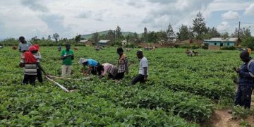 Rwandan agricultural exports reach .8 million in early May
