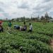 Rwandan agricultural exports reach .8 million in early May