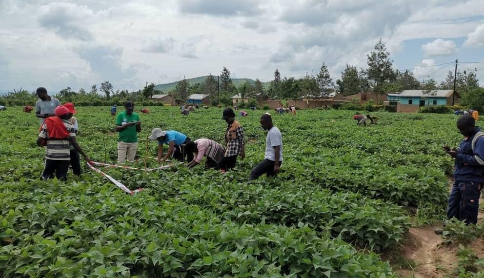 Rwandan agricultural exports reach .8 million in early May