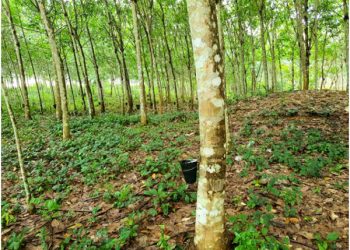 RUPAG commends government for strict enforcement of ban on raw rubber export 