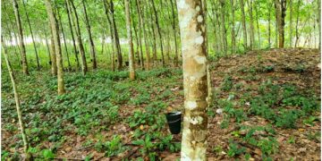 RUPAG commends government for strict enforcement of ban on raw rubber export 