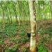 RUPAG commends government for strict enforcement of ban on raw rubber export 