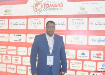 Moroccan tomato exports down by 11% in 2025-26