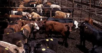 Tyson Foods sees ‘spotty’ Efforts to Expand US Cattle Herd, CFO says