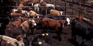 Tyson Foods sees ‘spotty’ Efforts to Expand US Cattle Herd, CFO says