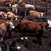 Tyson Foods sees ‘spotty’ Efforts to Expand US Cattle Herd, CFO says