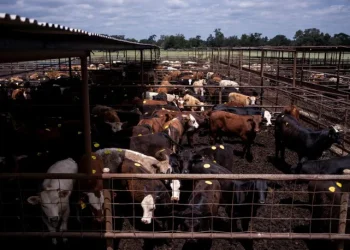 China abruptly Halts US Beef Export Licenses after Renewal